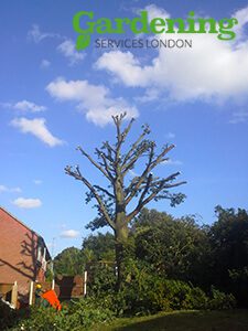 tree surgeons london